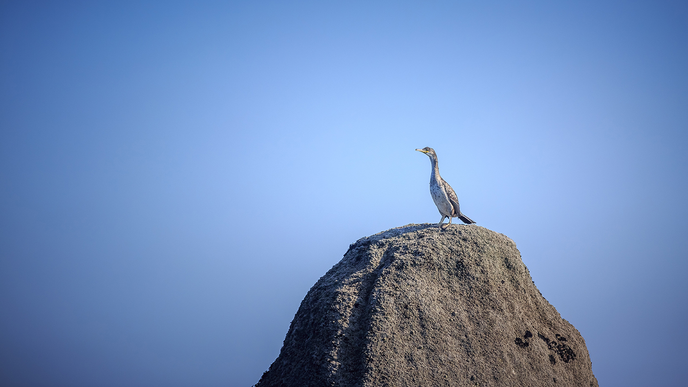 oiseau sur rocher