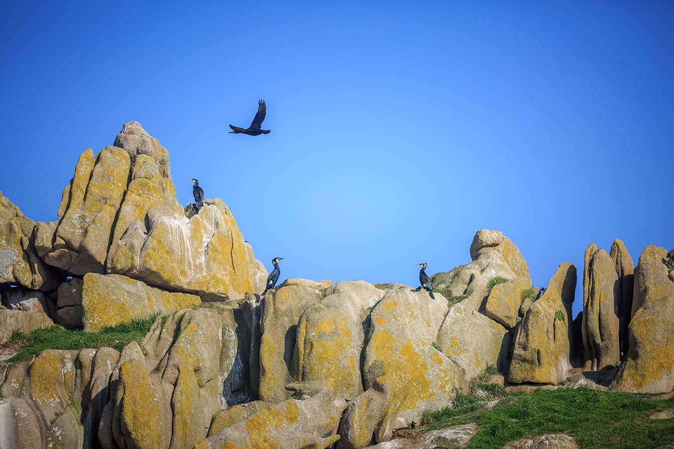 faune baie de Morlaix