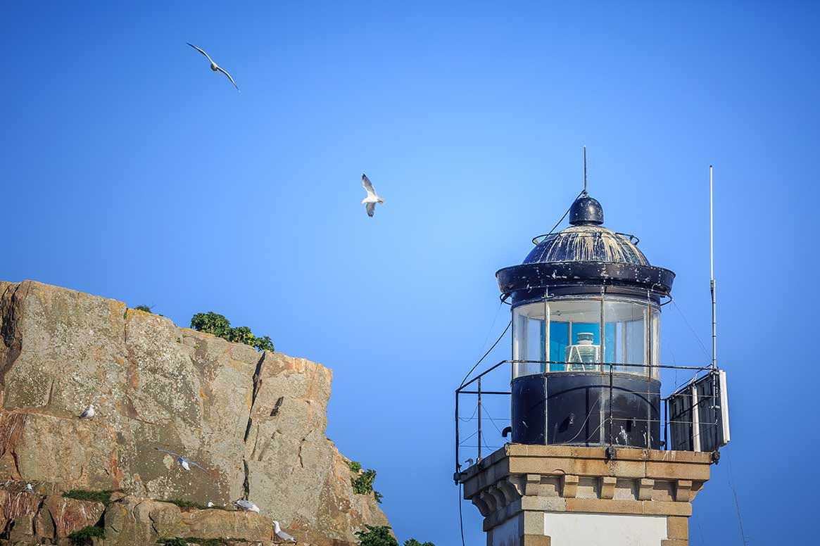 phare oiseaux