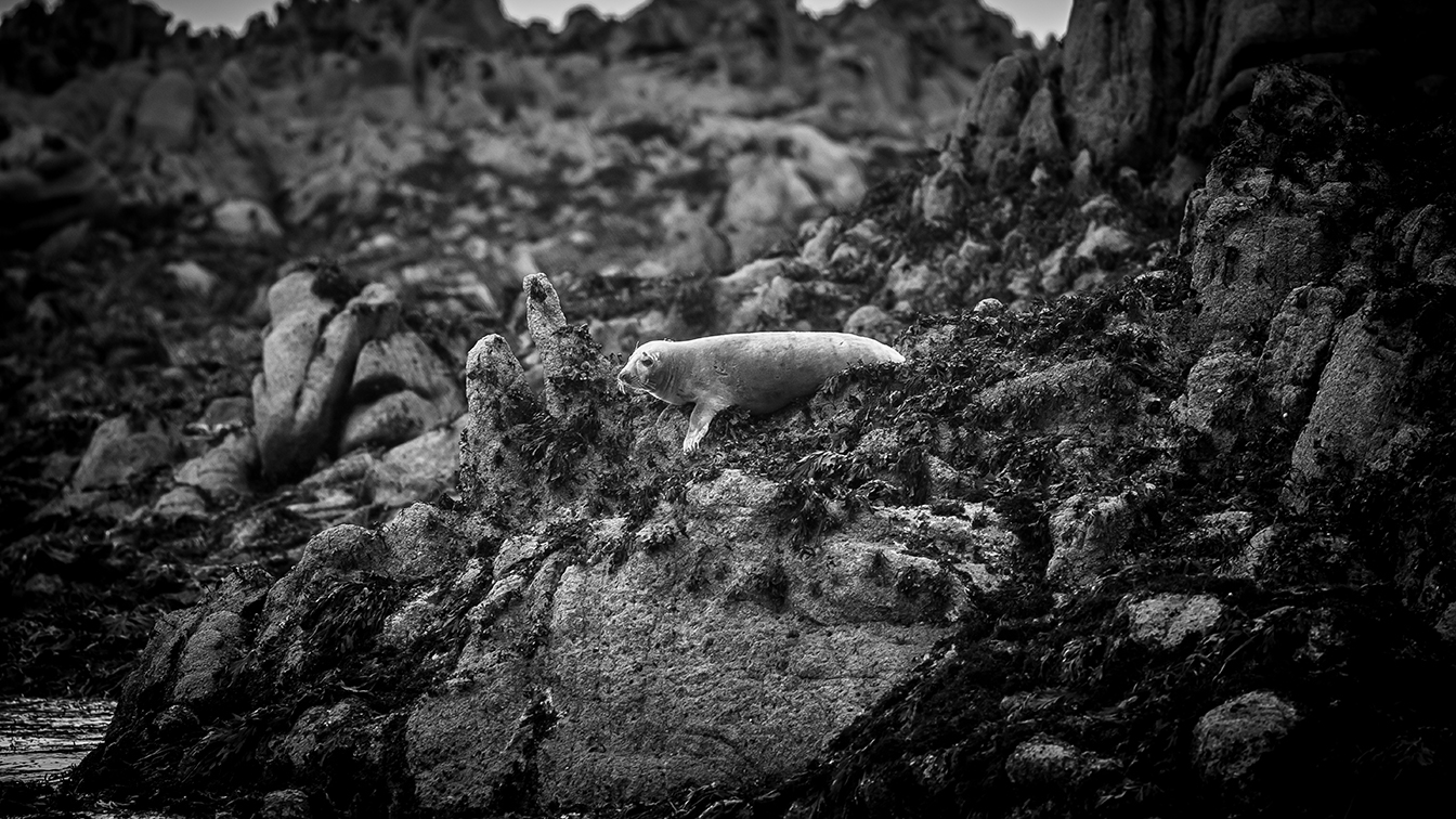 phoque sur rochers
